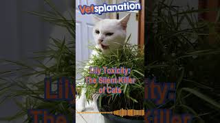 Lily Toxicity The Silent Killer of Cats [upl. by Yelehsa]