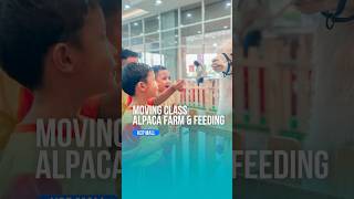 Moving Class Bersama Alpaca Farm amp Feeding 😍 shorts funnyvideo [upl. by Aissej374]