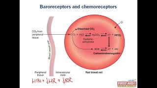 Baroreceptors and Chemoreceptors CVS physiology video part 17 from USMLE First Aid Step one [upl. by Llenroc]