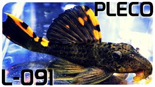 Three Beacon Pleco L091 Care Guide [upl. by Aibar]