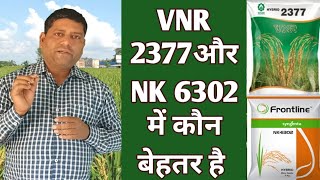 hybrid paddy VNR 2377 और NK 6302 में कौन बेहतर है। कौन देगा ज्यादा धान की उपज [upl. by Naivatco]