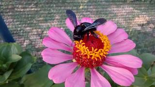 How insects drink nectar Carpenter Bee Ape Legnaiola Xylocopa violacea [upl. by Talyah]