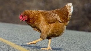 Why Did The Chicken Cross The Road [upl. by Nadeau]