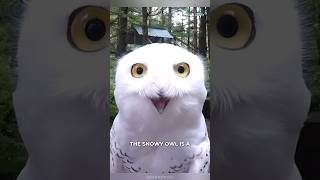 Snowy Owl  A Cute Fluffy Bird😍 [upl. by Anawyt997]