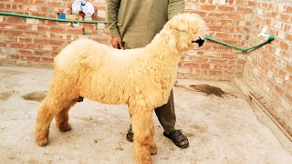 Mundre chatre Qurbani 2025 K liy kake lakhe Mundre Asif Munbra Farm [upl. by Eittocs]