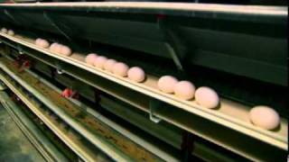 Herbrucks Poultry Ranch Egg Farm Hen House [upl. by Sirotek471]