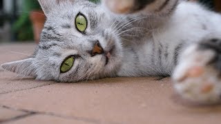 How to Play with Your Cat  Cat Care [upl. by Oatis]