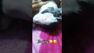 rabbit sleeping video 😴😴 sonunigam bhulbhulaiyaa3 [upl. by Butler]