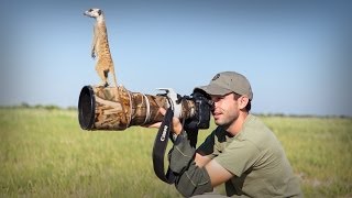 Cute Meerkats Use Photographer As A Lookout Post [upl. by Sukramaj704]