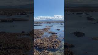 Crayfish hunting on the lowest tide of the year shorts youtubeshorts fishing [upl. by Javier]