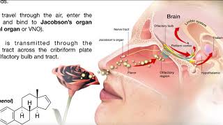 The Vomeronasal Organ Pheromones amp Mating Behavior [upl. by Sirrom]