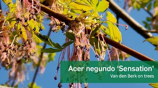 Acer negundo Sensation Van den Berk on Trees [upl. by Sonaj]