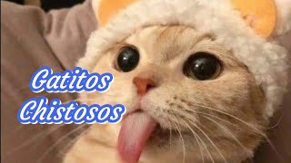 🐱 Gatitos Chistosos Parte 1🐱😂 [upl. by Philcox]