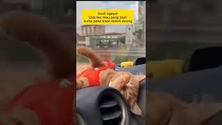 Bocil ngeyel animal cat hewankucing funny comedy kucinglucu zevaxavier [upl. by Enileuqkcaj]