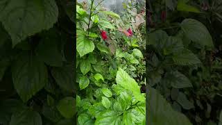 mere ghar ka garden  hindi song latest song trending shorts video ❤️ [upl. by Meehyrb]