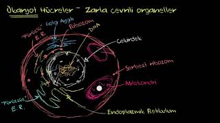 Ökaryot Hücre Yapısı Biyoloji [upl. by Hu]