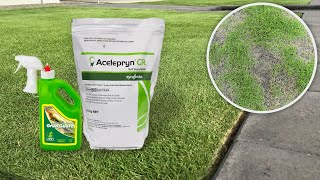 How to treat amp prevent lawn grub infestation in your lawn [upl. by Sej717]