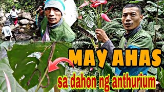 NAG HARVEST KAMI MAY AHAS SA DAHON NG ANTHURIUMJaperSniperOfficial sprakataktv9616 [upl. by Errehs187]