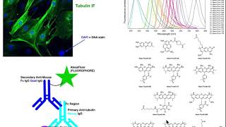 Biotechniques  Basic Principles of Immunofluorescence IF [upl. by Ynohtnaed527]