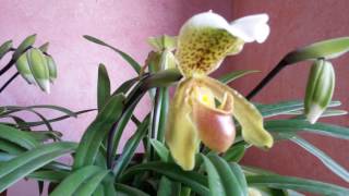 Orquídeas Paphiopedilum insigne Sabatetes dArenys Zapatitos de venus [upl. by Westleigh674]