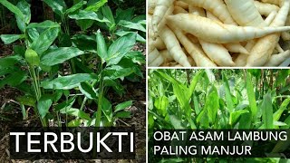 Obat Asam Lambung Paling Ampuh Tanaman Garut [upl. by Galloway]