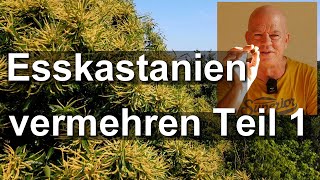 Bienenbaum Esskastanie vermehren Teil 1  Maronen aussäen  Castanea sativa [upl. by Tezil]