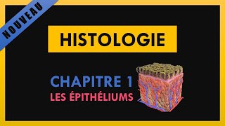 Histologie  Chapitre 1  Les épithéliums [upl. by Joel]