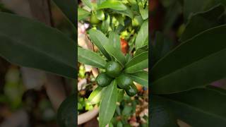 Kumquats  குட்டி ஆரஞ்சு  citrus gardening [upl. by Crelin]