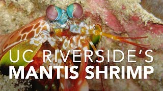 UC Riversides Mantis Shrimp [upl. by Annua]