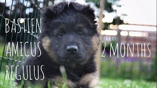 Chodský pes Bastien 2 months  Bohemian shepherd [upl. by Ylreveb]