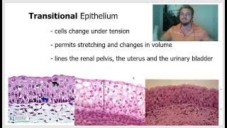 epithelial histology [upl. by Uot265]