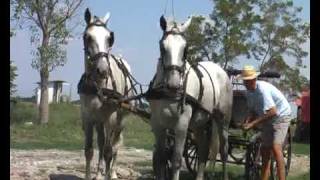 horse driving hungary  Lipicai fogat Hajtó Kovács Bence [upl. by Laurene]