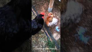 Poule Araucana Enervée Pas de Coq Dans Mon Poulailler 33 poules araucana funnyanimals rooster [upl. by Noitsuj]