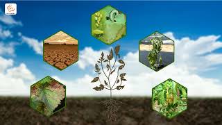 Regenerate the Soil fertility with Sri Bio Kriya amp Halocheck English [upl. by Turtle]