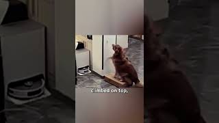 This Clever Dog Help Its Owner Fetch the Keys [upl. by Townie]