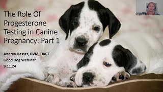 Dr Andrea Hesser discusses progesterone testing in breeding dogs [upl. by Rusert349]