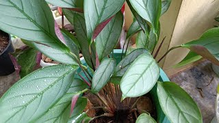 കലാത്തിയ നടുമ്പോൾ ശ്രദ്ധിക്കണം ഈ കാര്യങ്ങൾ  CALATHEA PLANT CARE TIPS  Calathea propagation [upl. by Rianna954]