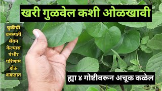 गुळवेल कशी ओळखावीअमृतवेल गुडूची गिलॉय Gulvel Kashi OlkhaviHow To Identify Tinospora Cordifolia [upl. by Renckens]