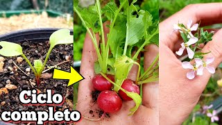 Se COSECHA en SOLO 3 Semanas ‼️ Como plantar rabanitos Germinar  Cultivar y sembrar rabanos [upl. by Shargel448]