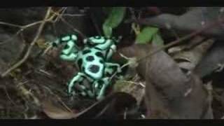 Dendrobates auratus Frog fight [upl. by Egedan628]