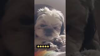 Cats and dogs reaction to farts compilation [upl. by Plume735]