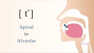 t⁼  unvoiced unaspirated apical alveolar stop [upl. by Chaudoin450]