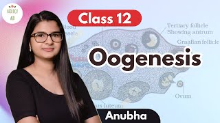 Class 12 Oogenesis under 4 mins [upl. by Idelle]