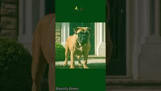 Top 5 Best Guard Dog Breeds  animal animal facts cute [upl. by Akiaki]