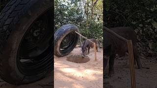 Primitive Pig Trap How To Make boar Trap shortsvideo wildboartrap [upl. by Stuckey166]