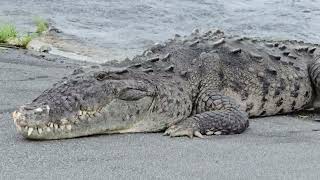 Monster crocodile at Flamingo in the Everglades National Park with Hurricane Milton on the way [upl. by Anneh679]