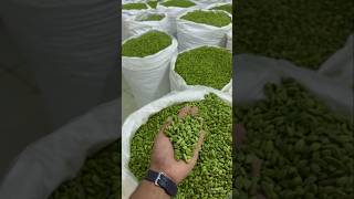 UNA DE LAS ESPECIA MAS CARA DEL MUNDO El Cardamomo el Oro Verde de la Especiería [upl. by Tiffi]