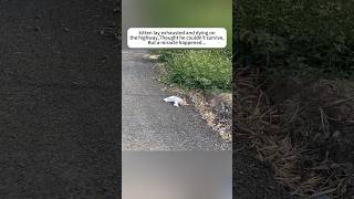 kitten lay exhausted and dying on the highway Thought he couldnt survive But a miracle happened [upl. by Lrak]