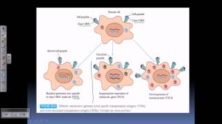 Tumor antigens [upl. by Acceber]