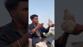 Kabuter ka sacha pyar ☠️🕊️👀petlovers pigeon shortfeed yt viralvideo spkabuterclub 😅🙏 [upl. by Knowland]